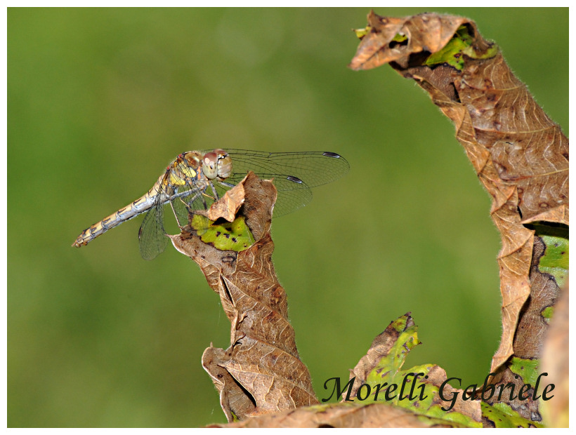 Sympetrum striolatum